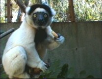 Looking at this frightened monkey is research for an animator.