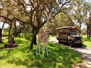 This screencap from "Disney's Animal Kingdom" looks better in reduced size than it does during DVD playback.