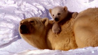 A polar bear mother and son are the first of three families whose journeys Disneynature's "Earth" documents.