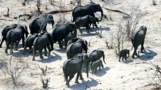 A herd of elephants moves steadily across Africa's Kalahari Desert toward their delta destination.