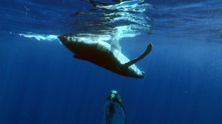Mother and calf humpback whales make a 4,000-mile trek to Antarctic feeding grounds.