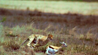 Speedy cheetah chases young gazelle at 1,000 frames per second. It's like the circle of life in super slow motion.