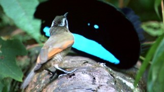 That wide black and turquoise content face is actually a New Guinea bird of paradise putting on a show for an apparently bothered guest.