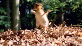 This mandarin baby duck makes a clean landing on his first flight (fall with style) from a tall forest tree.