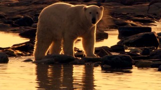 Despite the warm magic hour lighting, there's no happy ending for this father polar bear, who wrestled with the walruses and lost.