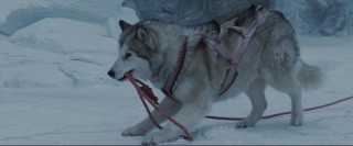 Maya is one of the most resourceful of the eight sled dogs.