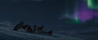 The aurora australis entertain the stranded dogs.