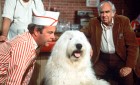 Tim Conway confers with a shaggy dog who used to be Dean Jones in "The Shaggy D.A." This 1976 comedy and its 1959 predecessor are finally coming to DVD next month and in style. Click for the full details.