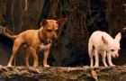 Beverly Hills Chihuahua DVD Review