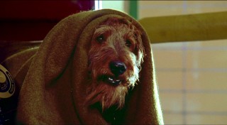 This is the dog who brings them together, whom the movie suggests you may know from movies like "The Fast and the Furriest."