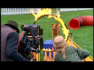 As seen in the Fox Movie Channel episode, filmmakers shoot Dewey the Dog in a dramatic ring of fire jump sequence.