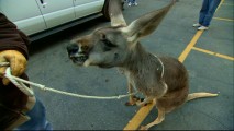 There's no question about it. This kangaroo hops around L.A. on a leash (to be removed in postproduction).