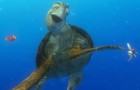 Finding Nemo Blu-ray + DVD Review