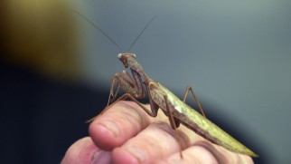 Ken the Bug Guy shows off Bugs of Camouflage including this praying mantis.