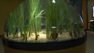 "Deep in the Kelp" shows a seahorse tank at the Monterey Bay Aquarium, where filmmakers did research.