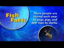 A Fish Fact puts shark danger into perspective.