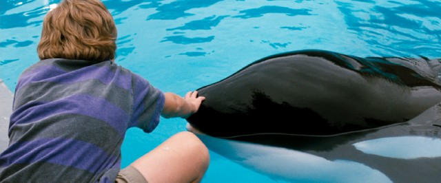 Orca friendship: the cure for orphans with attitude.