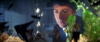 Recent college graduate Benjamin Braddock (Dustin Hoffman) pensively watches the residents of his fishbowl.