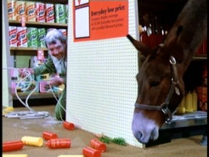Spinner tries to lure the gifted mule amidst paper towels and condiments.