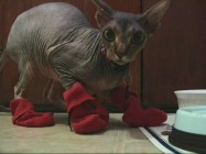 This hairless Sphynx tries out Charlie's Kitten Mittens idea as part of continuous loop of mittened cat video.