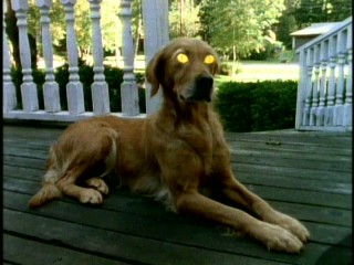The "Goosebumps" title sequence establishes that R.L. Stine's prose is so powerful, it makes briefcases pop open, smiling billboard models frown, and dogs' eyes turn momentarily yellow. Watch out for this guy!