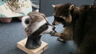 A real raccoon examines a bust of Rocket's head in the visual effects featurette.
