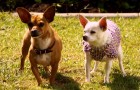 Beverly Hills Chihuahua 2 Blu-ray + DVD Review
