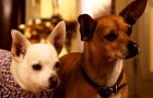 Beverly Hills Chihuahua 2 Blu-ray + DVD Review