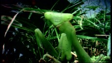 A real mantis appears in the "Animals of Kung Fu Panda." I'd prefer the movie version even if it didn't talk like Seth Rogen.