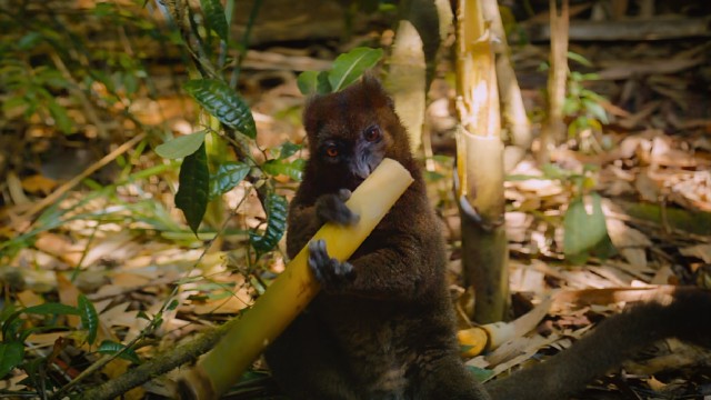 This little lemur has a bite to eat in "Island of Lemurs: Madagascar."