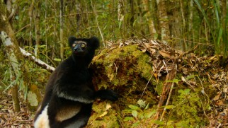 This Indri lemur makes a guilty look as five facts about his kind are shared.