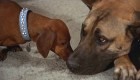 The Ugly Dachshund DVD Review