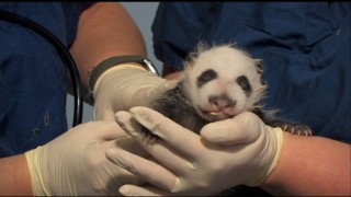 Awww! Look at the cute little baby panda!