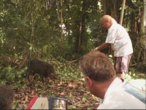 A native trainer tries to yank a boar into action, but the boar has other ideas at the mo'.