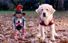 Santa Buddies DVD Review