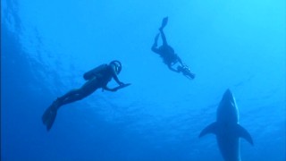 This isn't "Jaws" -- the humans only shoot sharks with cameras in "Deeper in the Ocean."