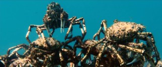 A countless number spider crabs do battle at the bottom of the deep blue (turquoise?) sea, sea, sea.
