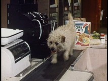 Mmm...dog and corn flakes - the perfect meal.