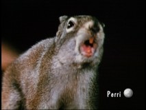 "Perri" is one of Disney's 1957 films that has yet to see the light of DVD, except in this Studio Album montage.
