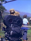 This little puppy loves the camera...literally.