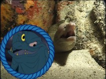 Ten points if you can tell if that's Flotsam or Jetsam being compared to a real life eel in "DisneyPedia: Life Under the Sea."