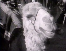A Maan, Jordan camel gets his close-up in this vintage featurette.