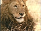 Feeling more at home on the DVD of that other lion movie, an unnamed lions life is documented in "The Heart of a Lion."