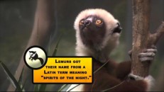 The Bronx Zoo is home to many animals, including this inquisitive lemur.
