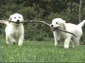 Marley (not to be confused with the film Marley) and Daisy demonstrate their branch-carrying talent for Purina Dog Chow.