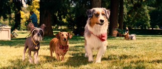 Here's one you've never heard before: while rising in status, Marmaduke seems to forget the little dogs that appreciated him before, namely dog park outcasts Giuseppe, Raisin, and Mazie.