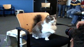 This fluffy cat auditions (unsuccessfully) for Carlos, the one feline part in the film in "Canine Casting."