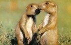 The prairie dog is just one of many species on display in Walt Disney's True-Life Adventures. Four volumes of these live action nature films compose the debut of Walt Disney's Legacy Collection on December 5. Click for more.