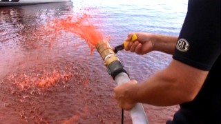 Make a movie about killer piranhas and you'll need something to turn the water red, as this crew member's hose does in "Blood & Gore."