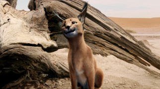 This caracal is a little too fresh to Jana.